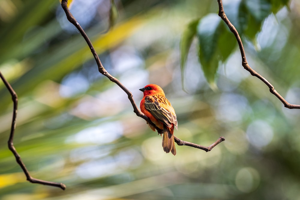 a small bird perched on a tree branch