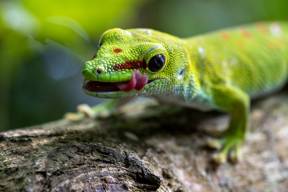 a close up of a lizard on a tree branch