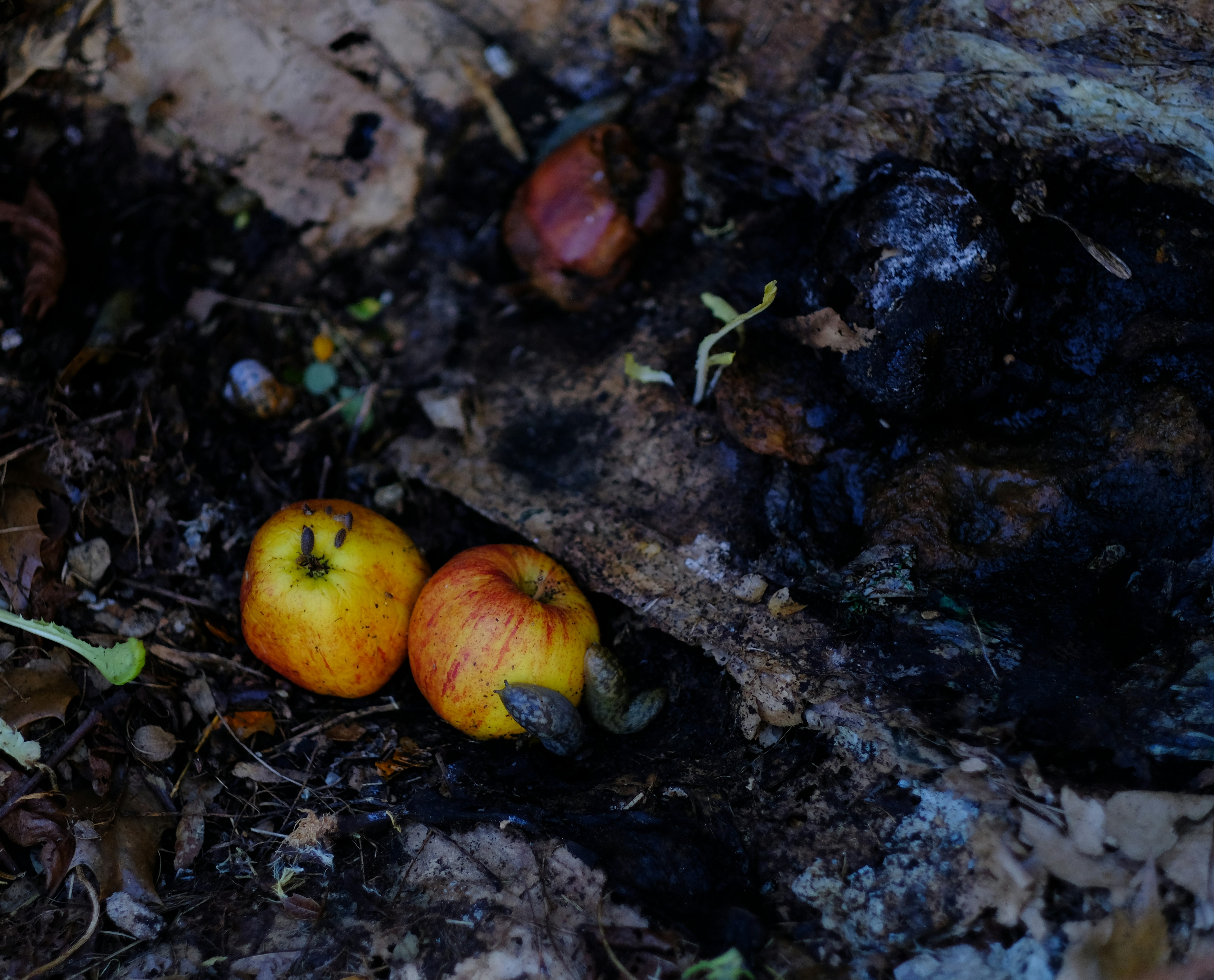 Photo by zaralazarov