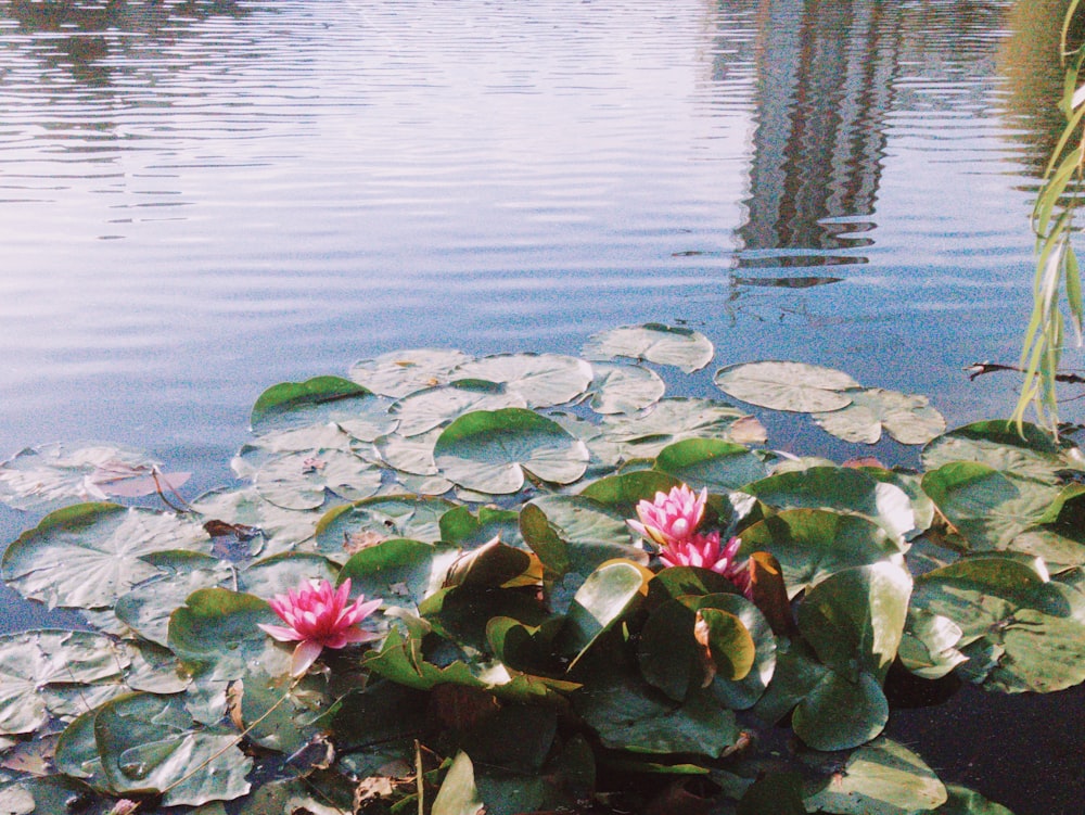 a pond with lily pads and water lillies