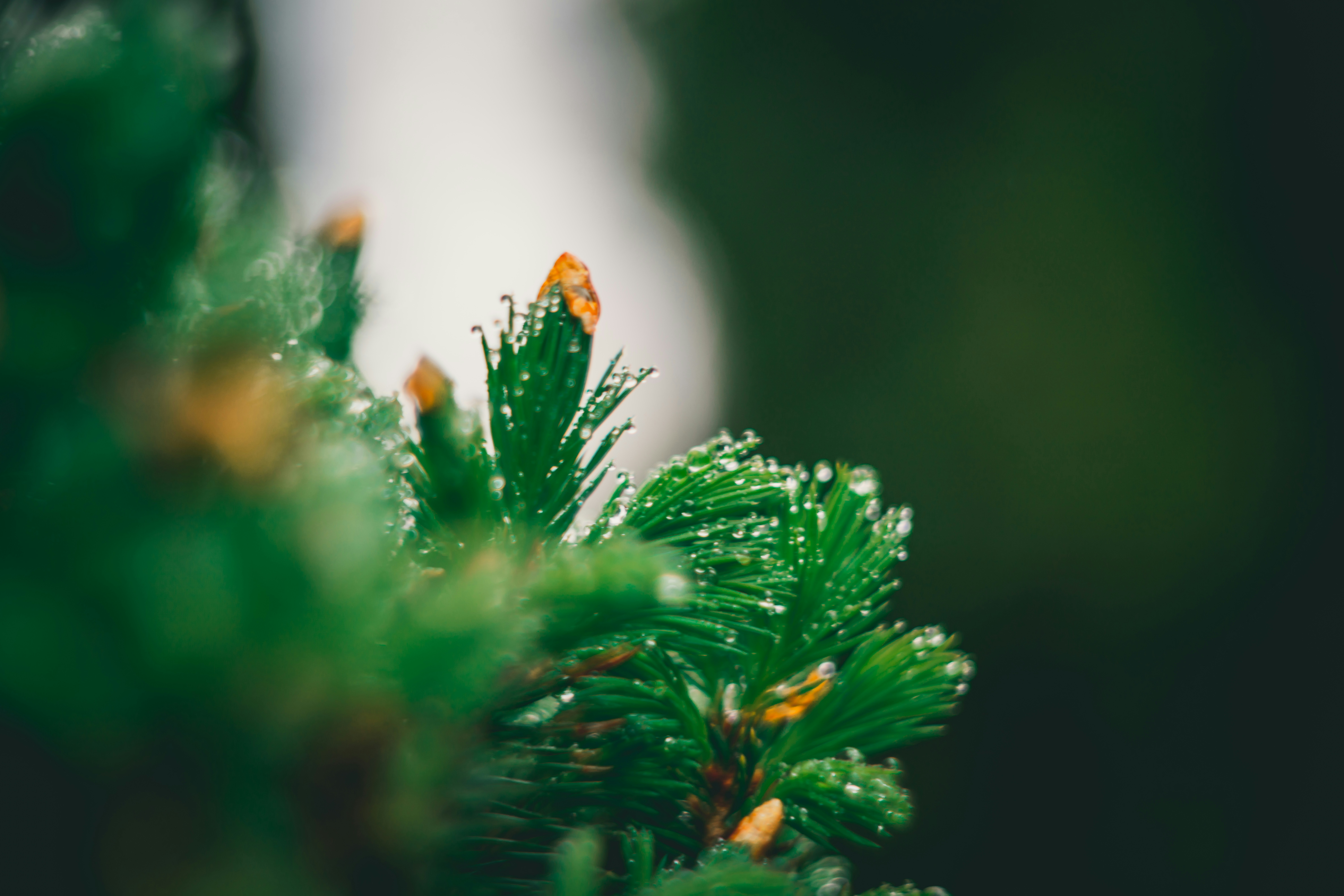 Photo by raimondklavins