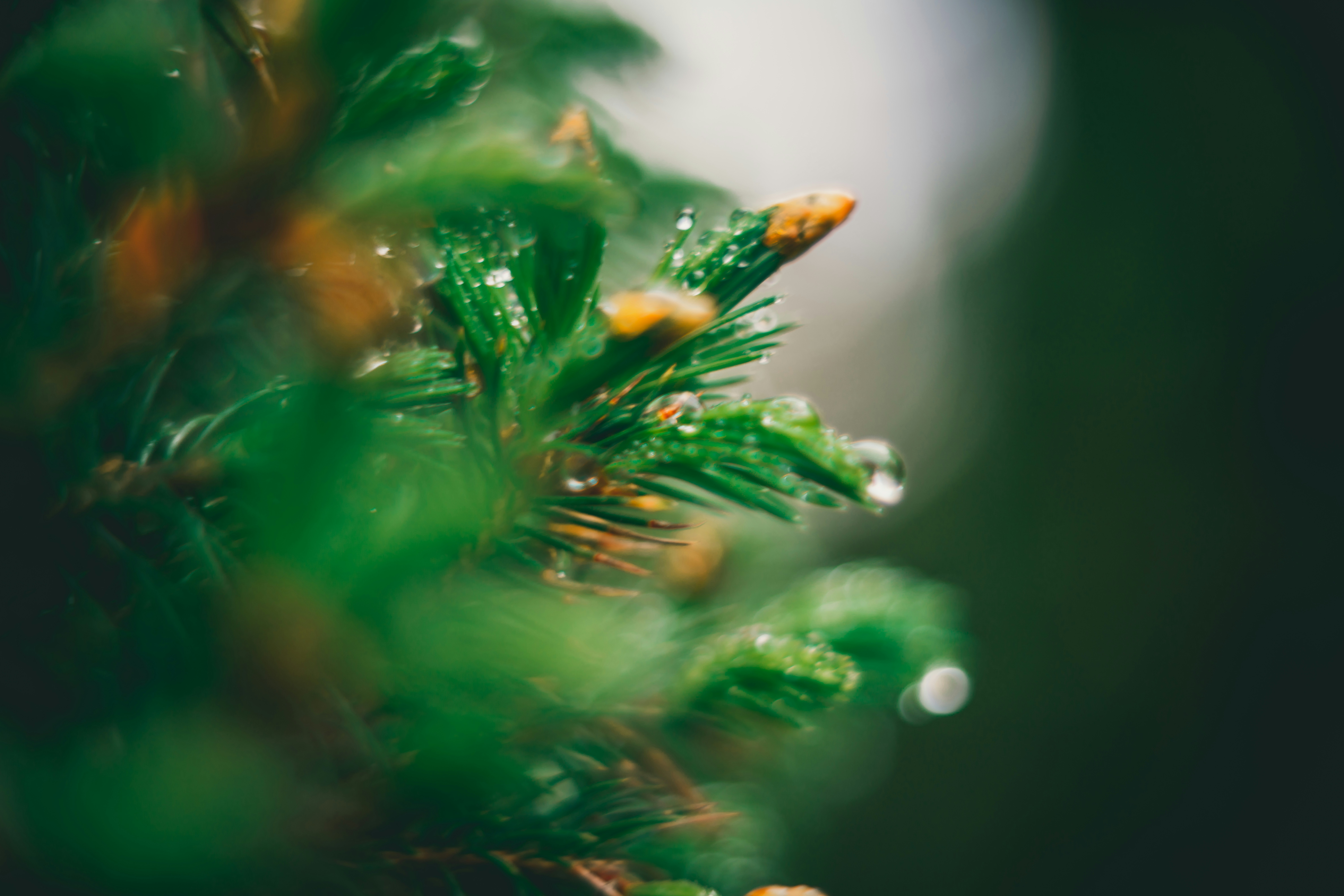 Photo by raimondklavins