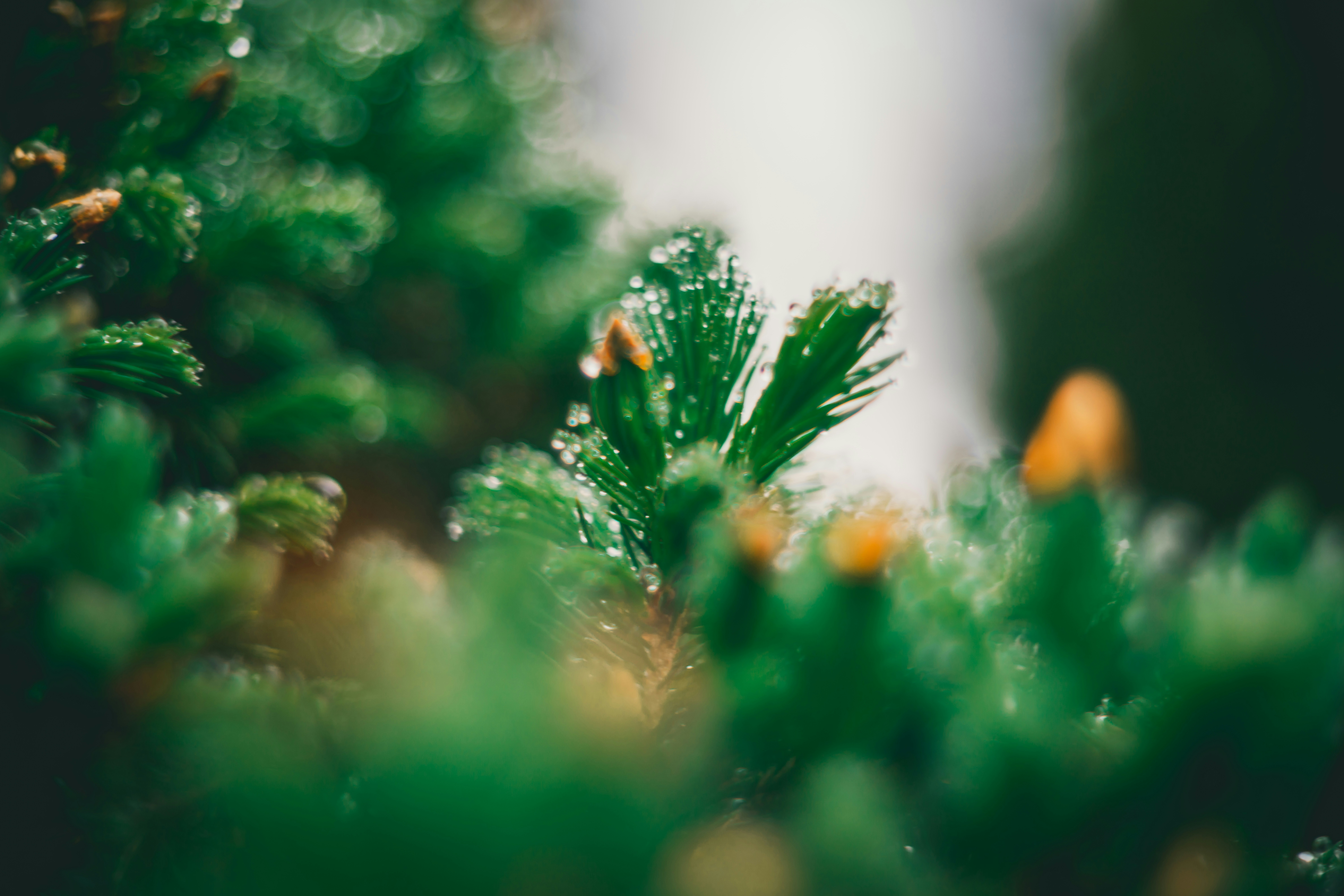 Photo by raimondklavins