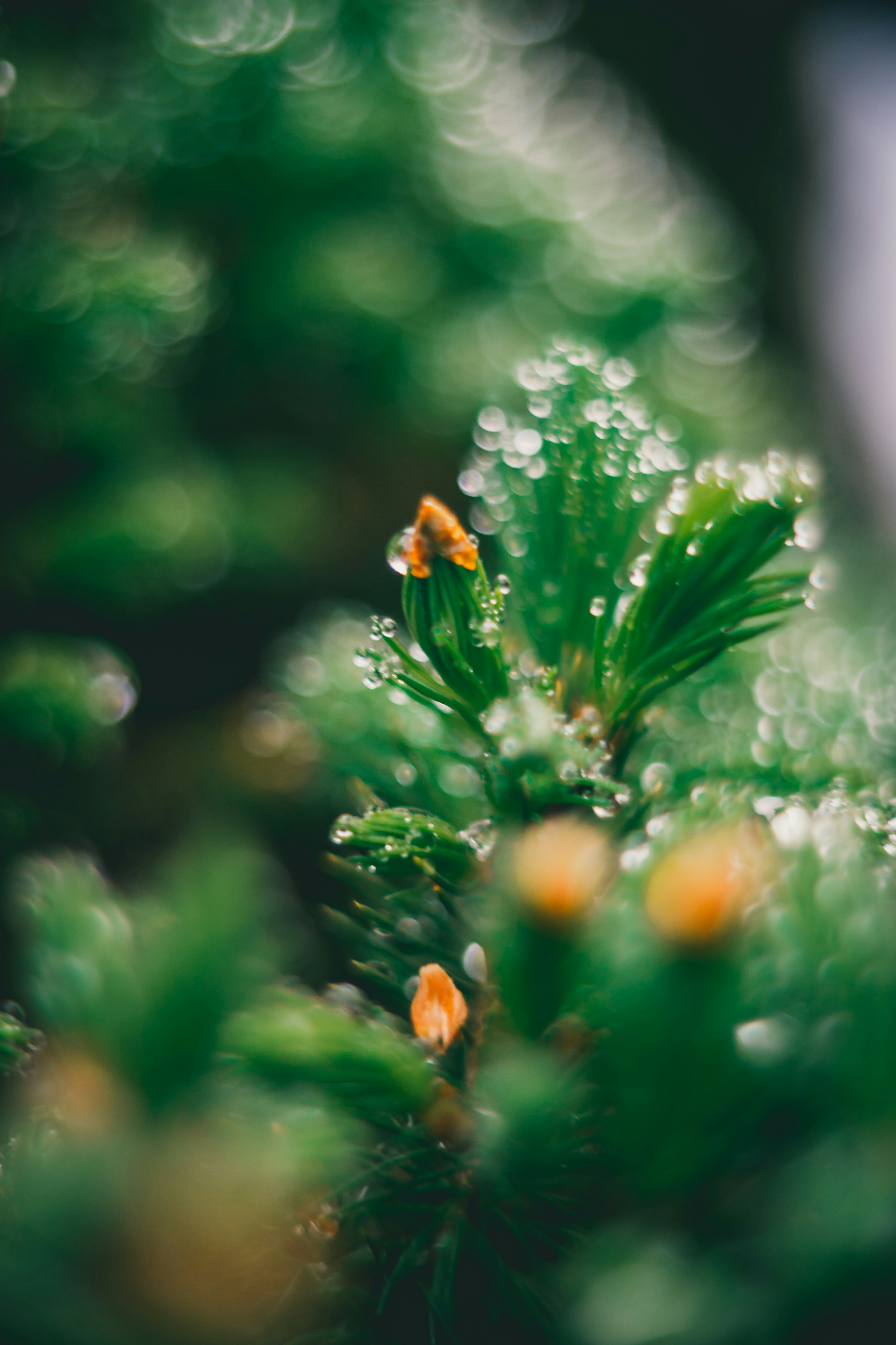 Photo by raimondklavins