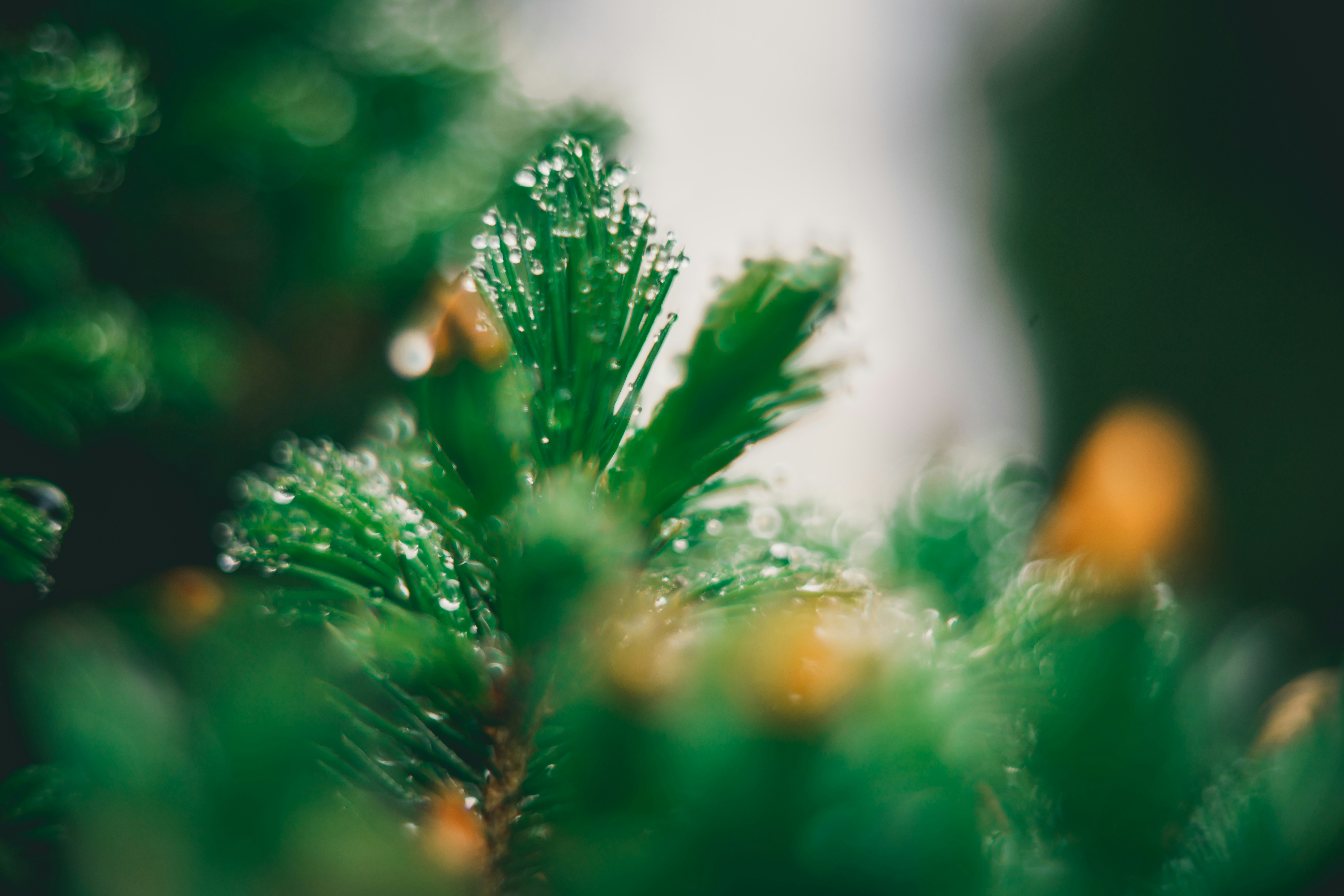 Photo by raimondklavins