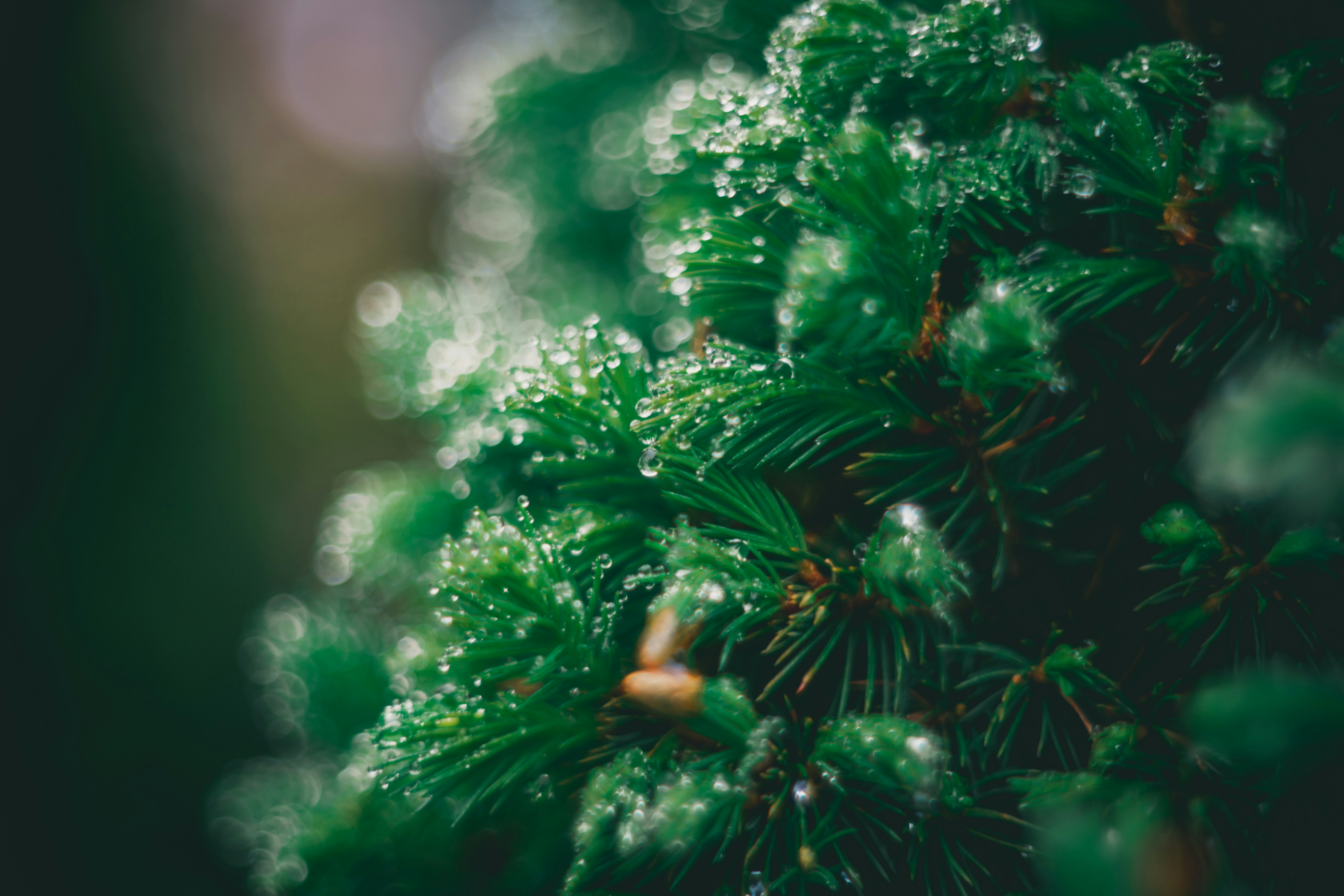 Photo by raimondklavins