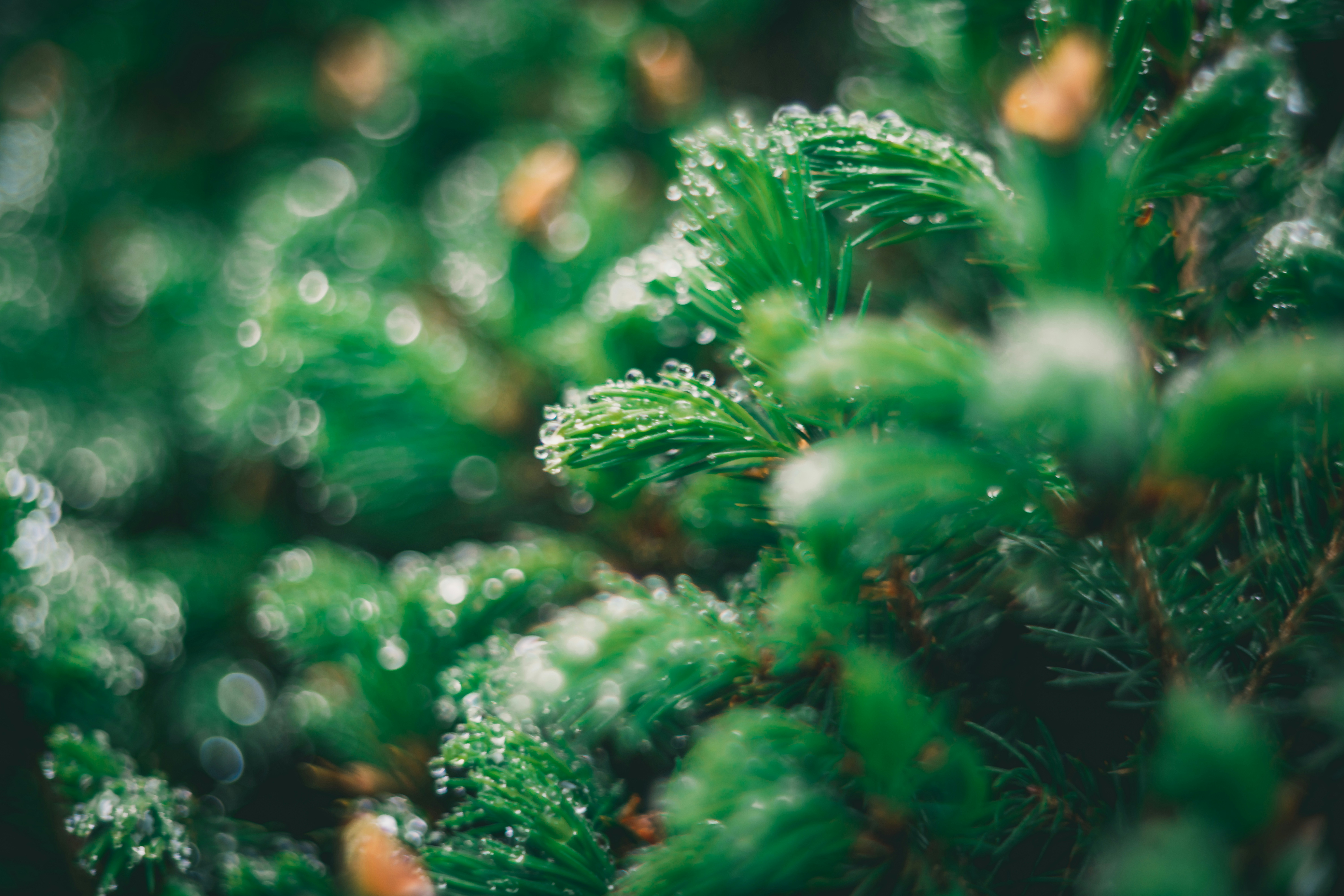 Photo by raimondklavins