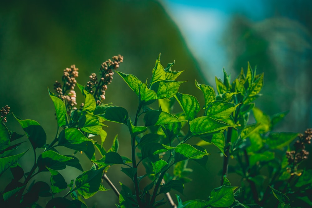 a close up of a plant with green leaves