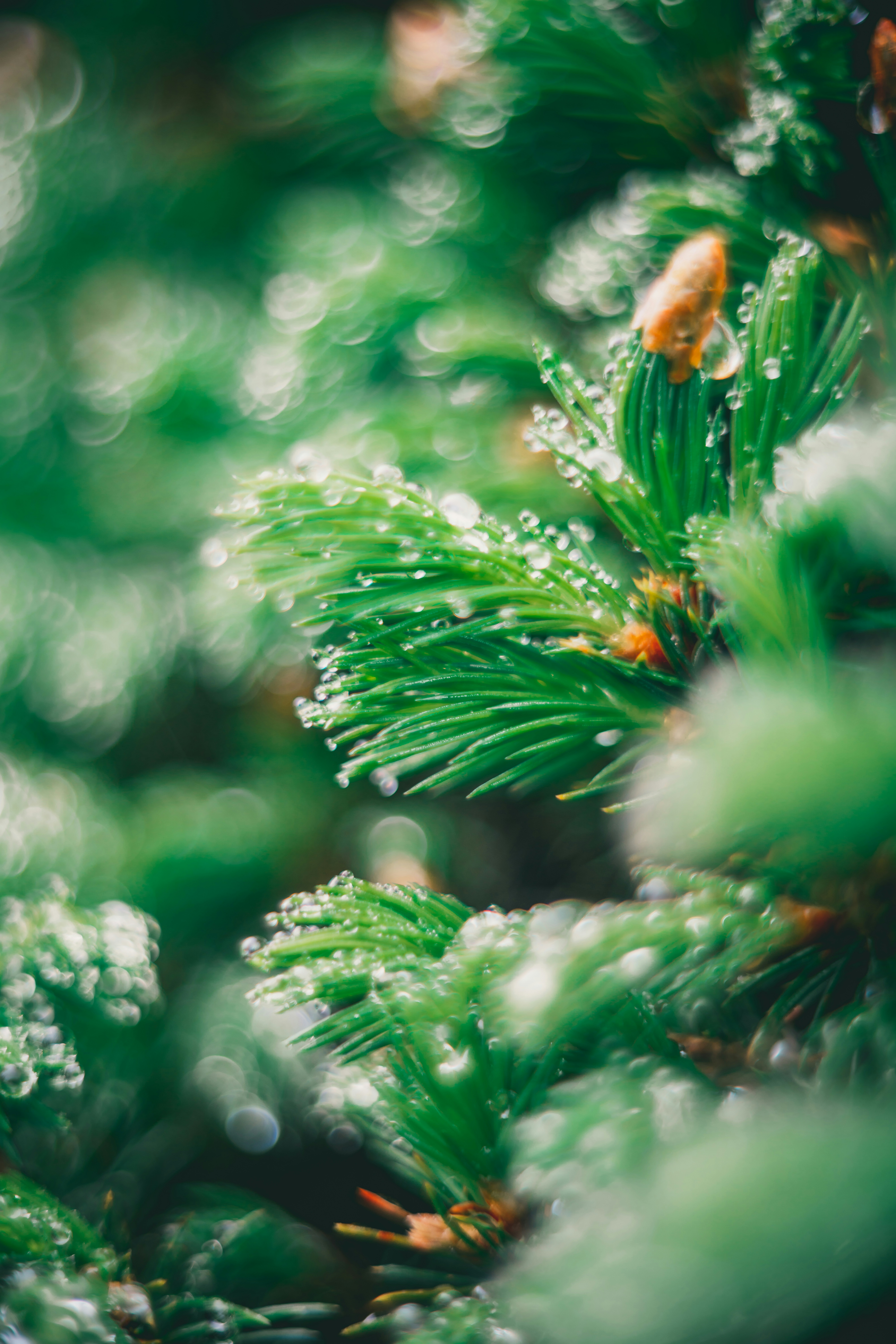 Photo by raimondklavins