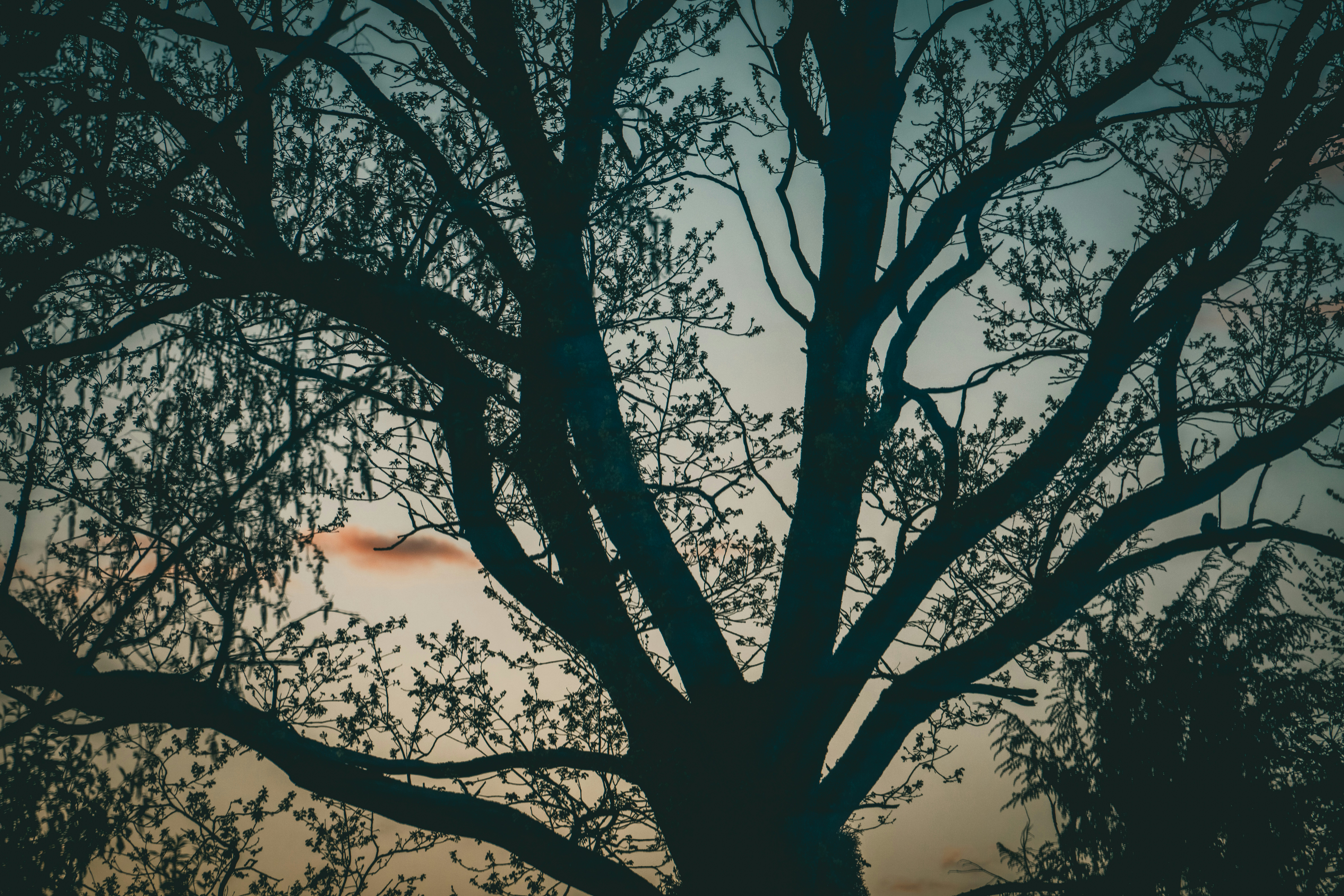 Photo by raimondklavins