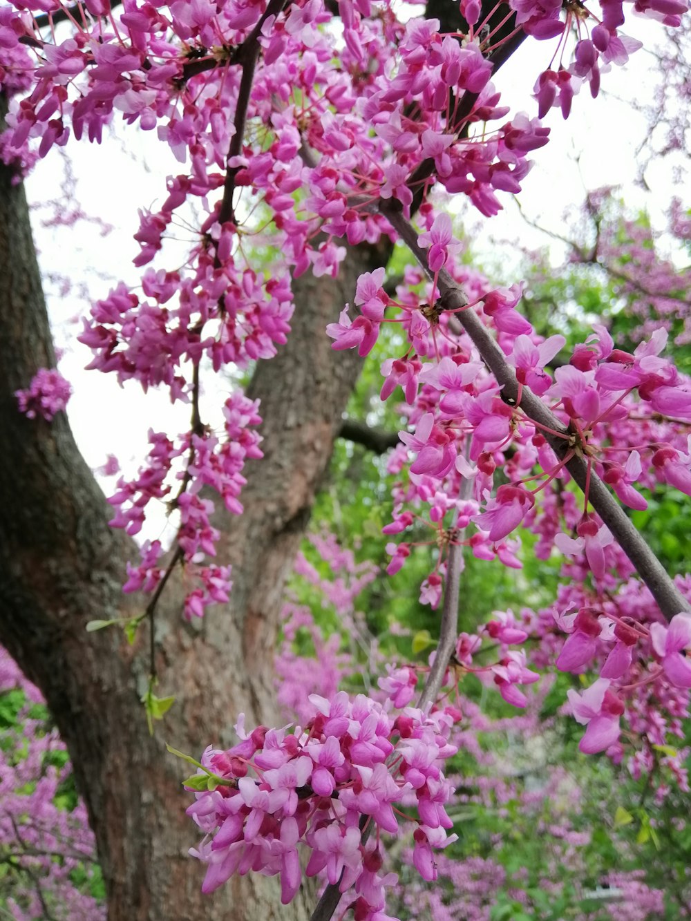 a tree filled with lots of purple flowers