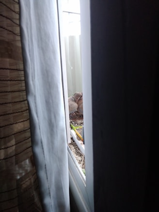 Canary bird eating fresh seed mix on a sunny windowsill