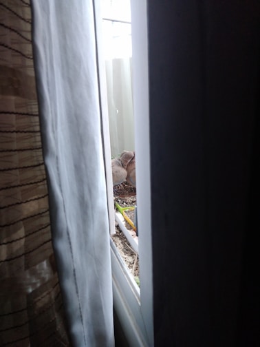 Canary bird eating fresh seed mix on a sunny windowsill