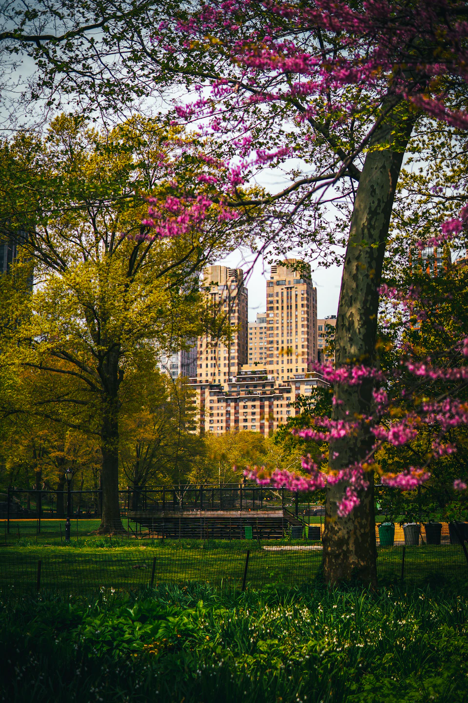 A New York City park in spring with flowering trees in full bloom across green lawn, capturing the seasonal shift that brings the city's outdoor life back to the streets
