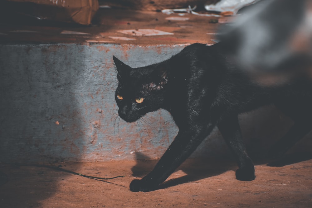 a black cat walking across a dirty floor