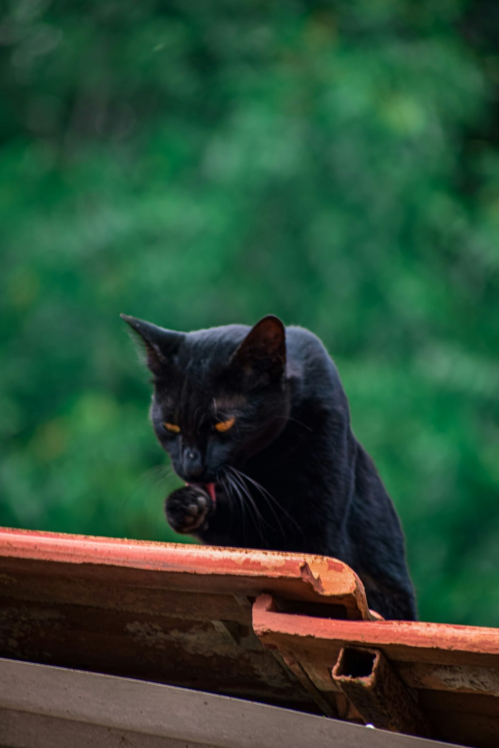 a black cat sitting on top of a roof