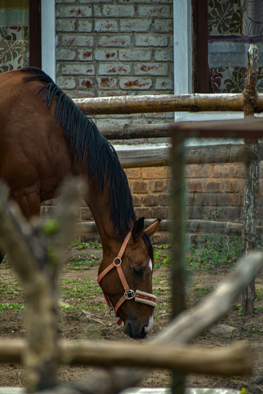 a brown horse standing next to a brick building