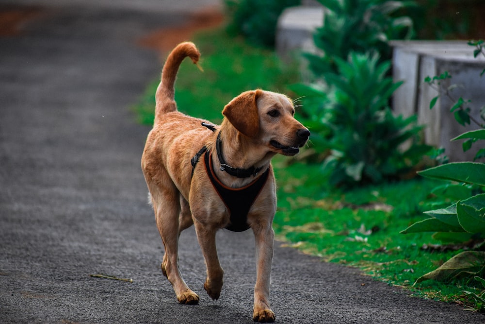 a brown dog walking down a road next to a lush green field