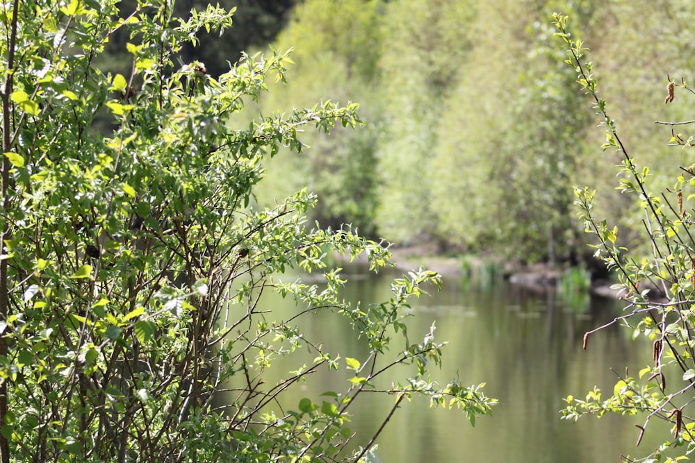 a body of water surrounded by trees and bushes