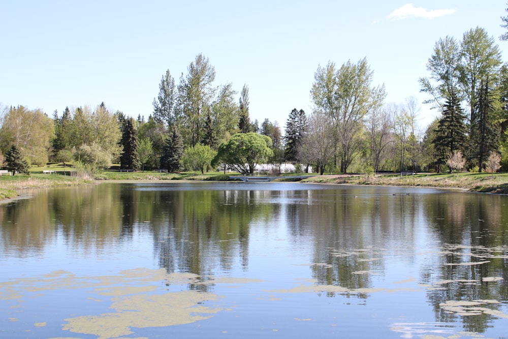 a large body of water surrounded by trees