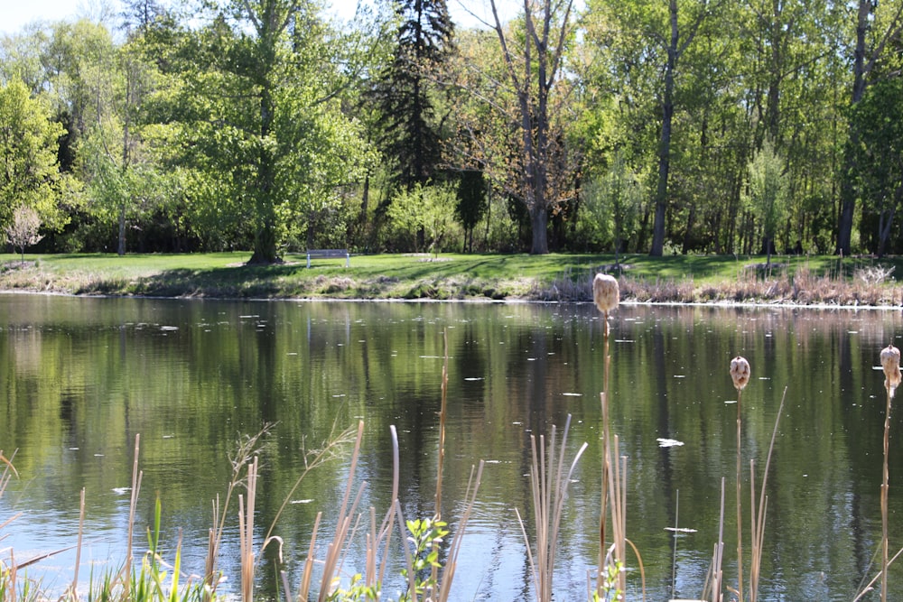 a group of swans swimming in a pond