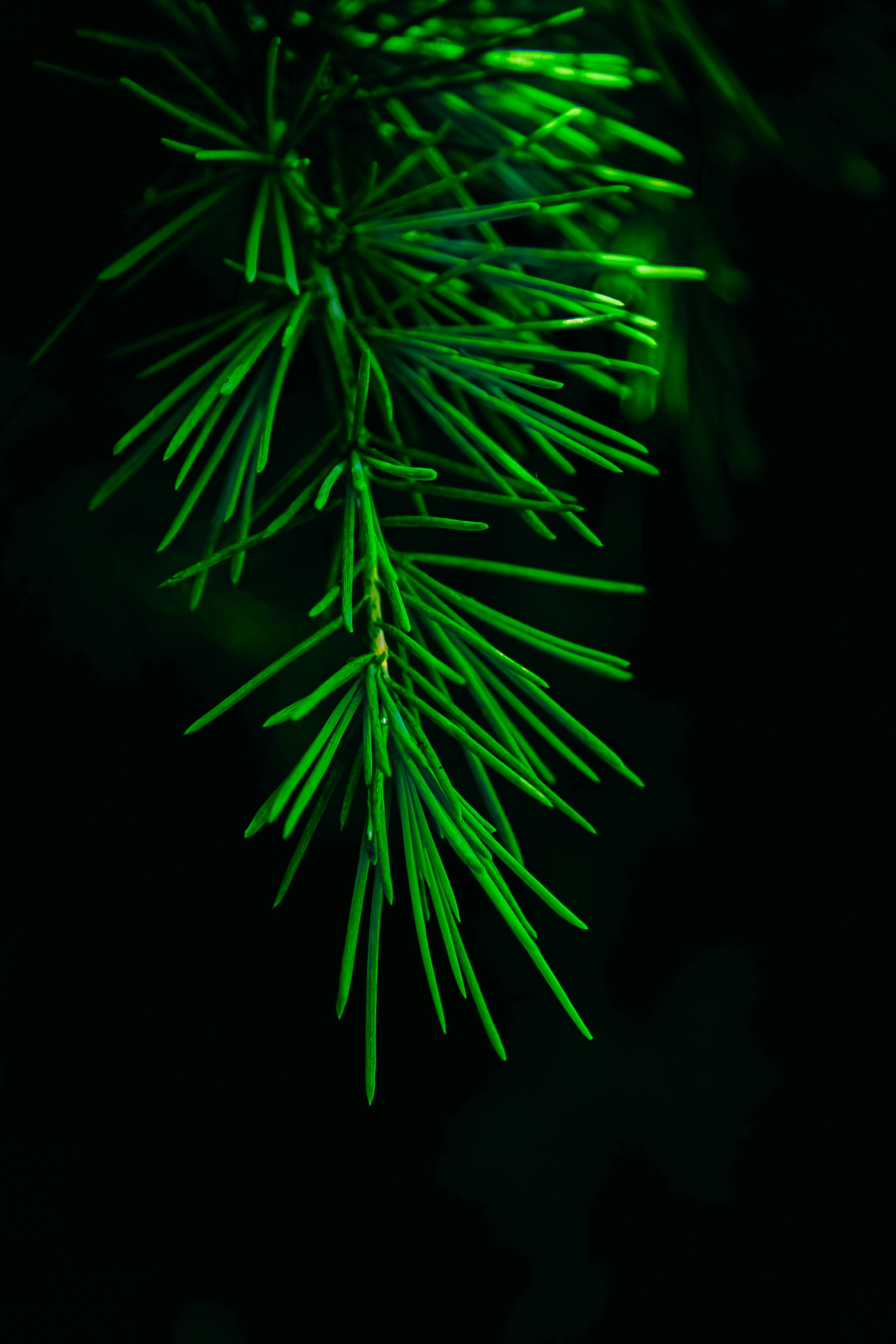 Photo by amirgholinzhd