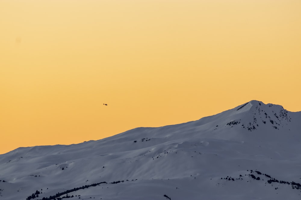 雪に覆われた山の上を飛ぶ鳥