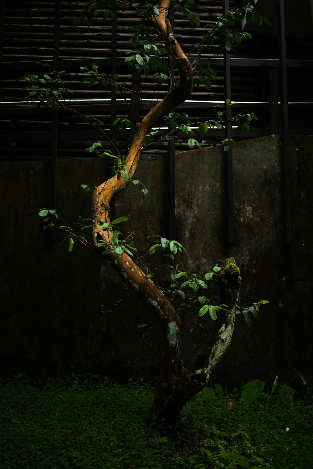 a tree that is sitting in the grass