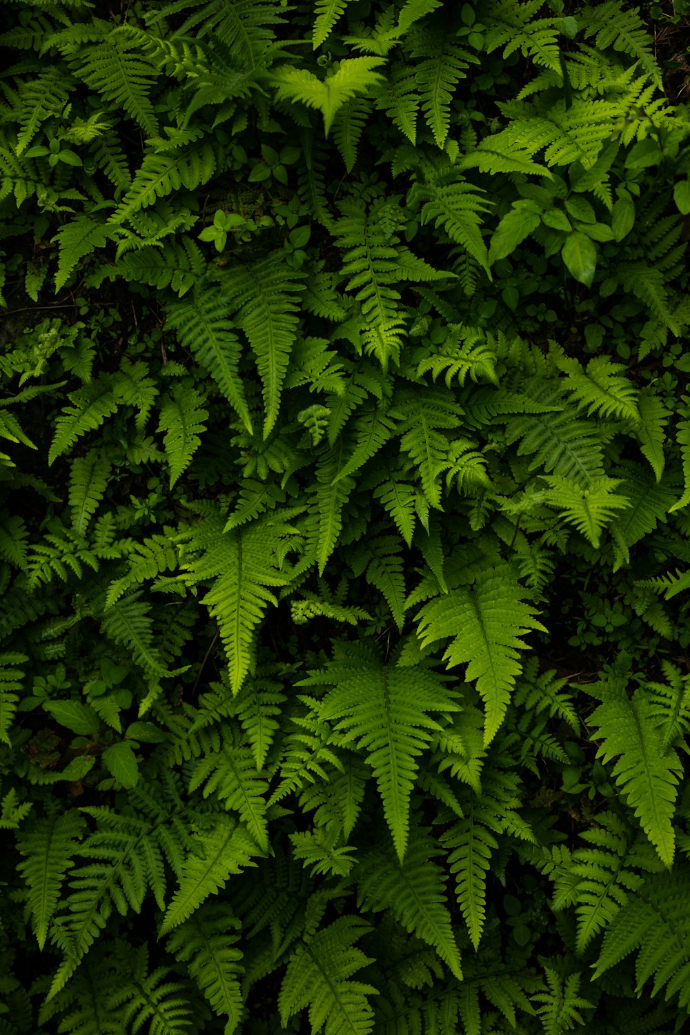 葉がたくさんある緑の植物の接写