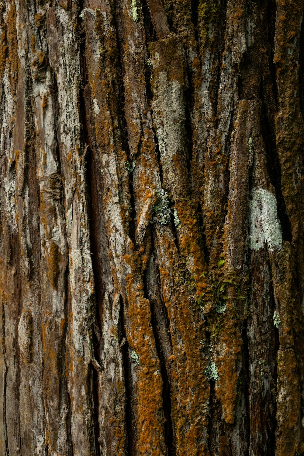 a close up of the bark of a tree