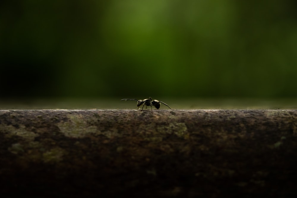 a small insect sitting on top of a piece of wood
