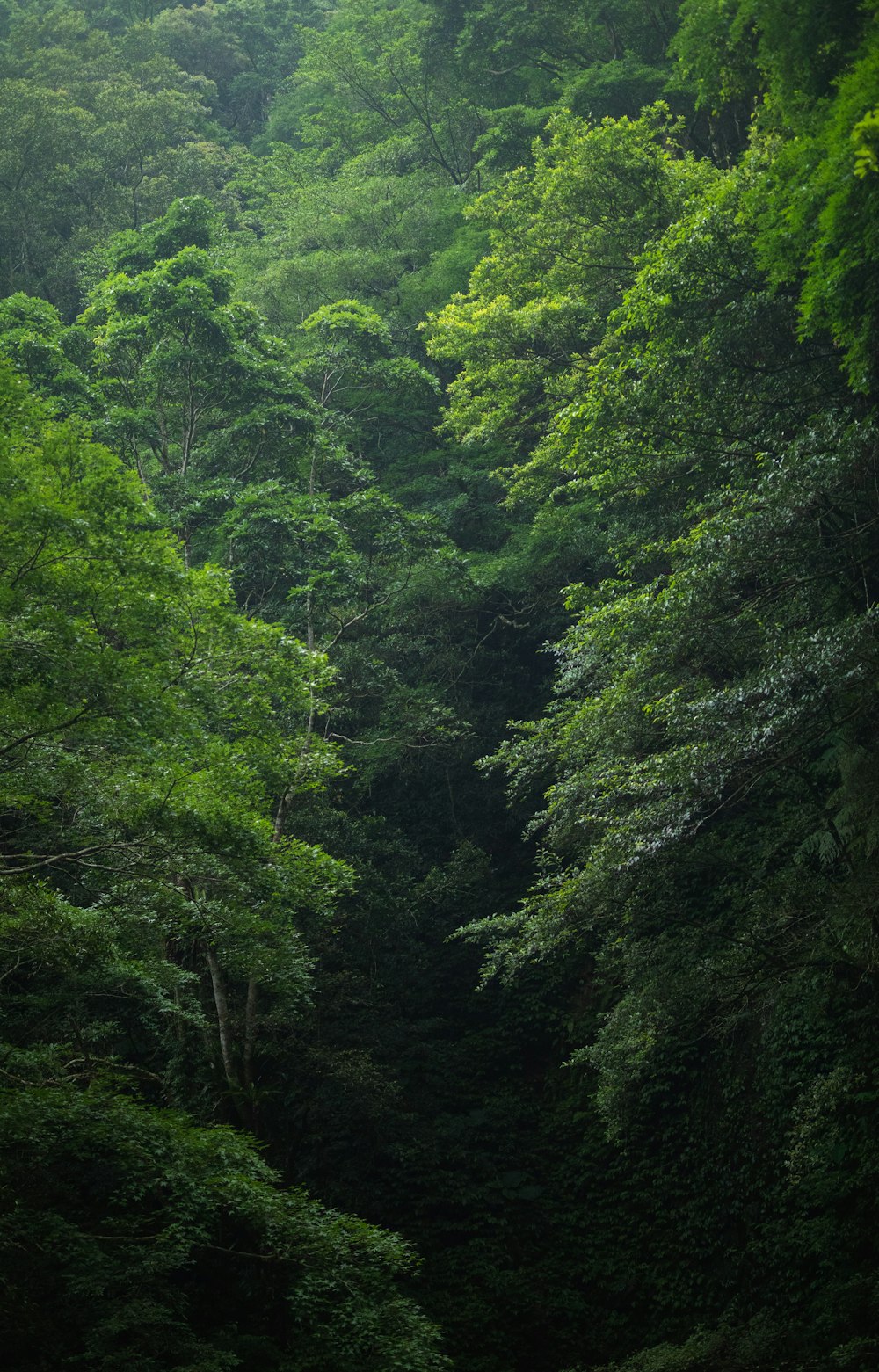 a lush green forest filled with lots of trees