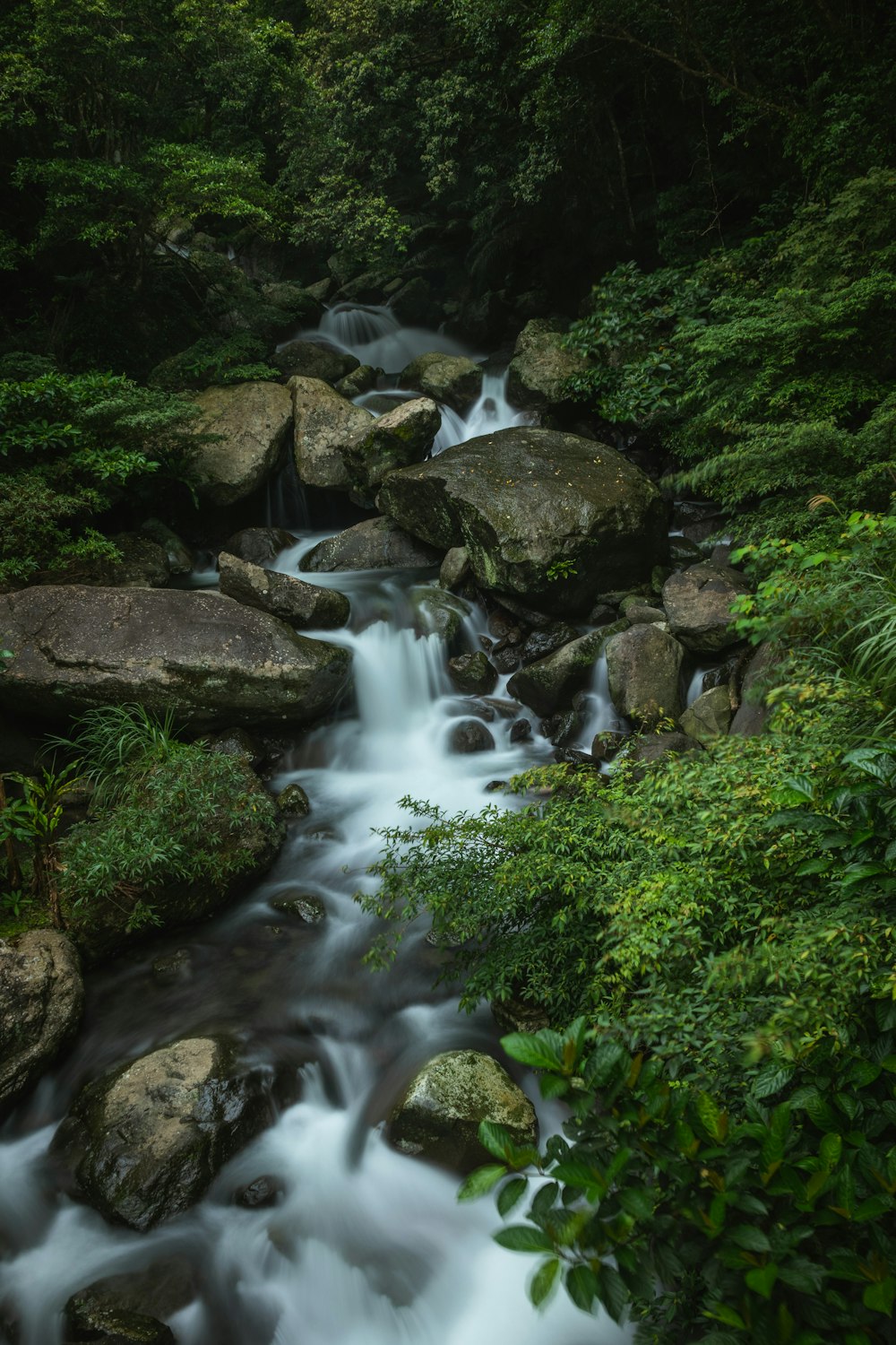 a stream running through a lush green forest