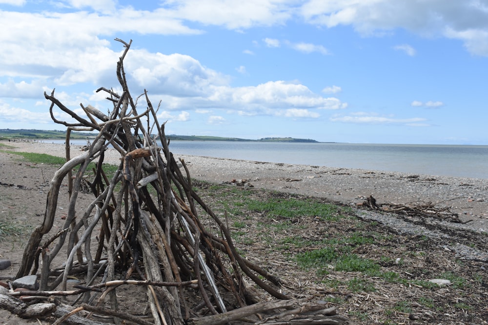 a pile of sticks sitting on top of a sandy beach