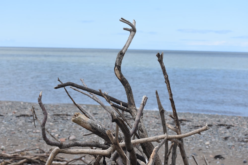 une branche d’arbre sortant du sable sur une plage