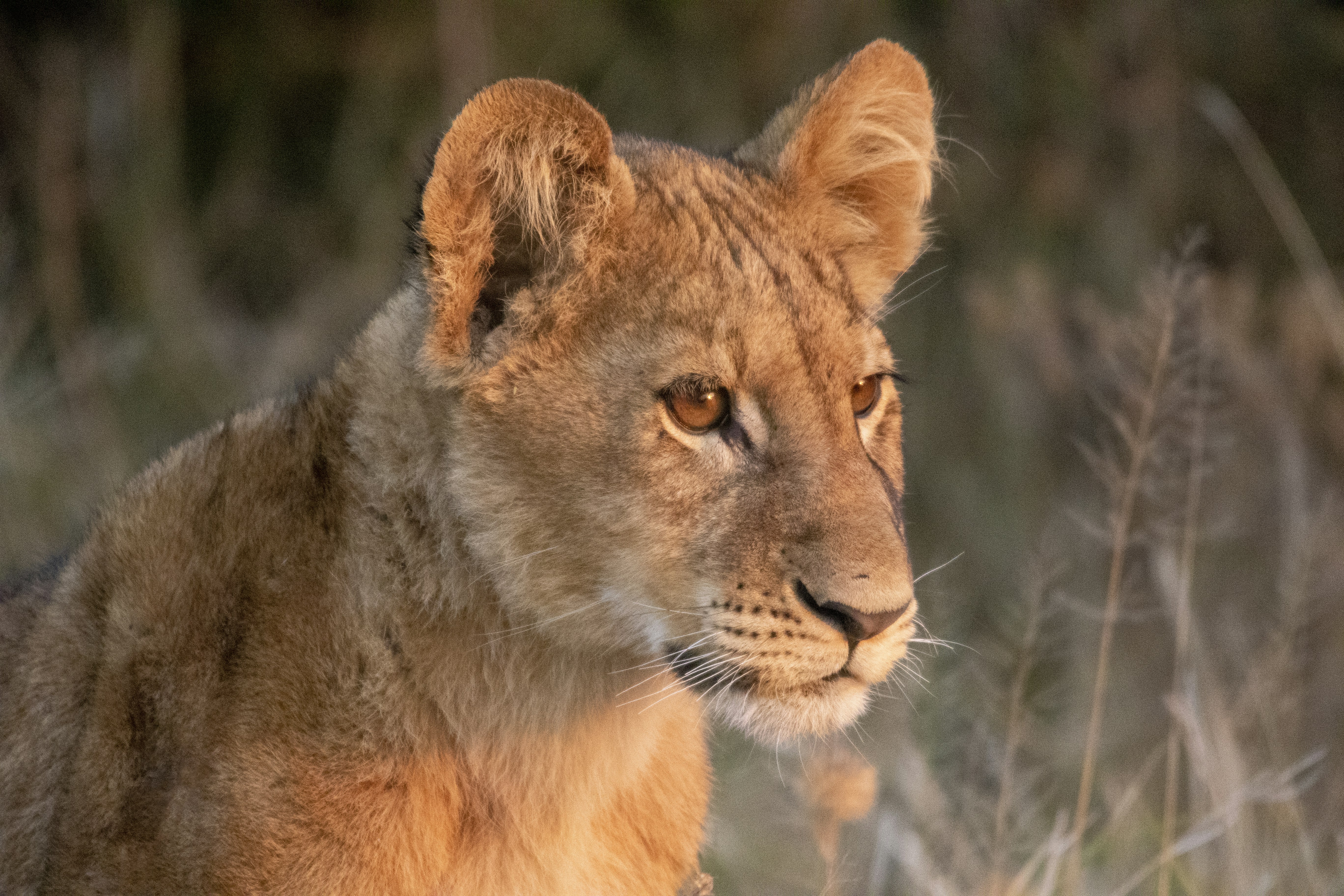 a close up of a lion in a field