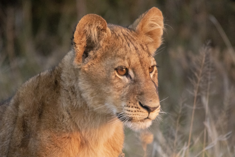 a close up of a lion in a field