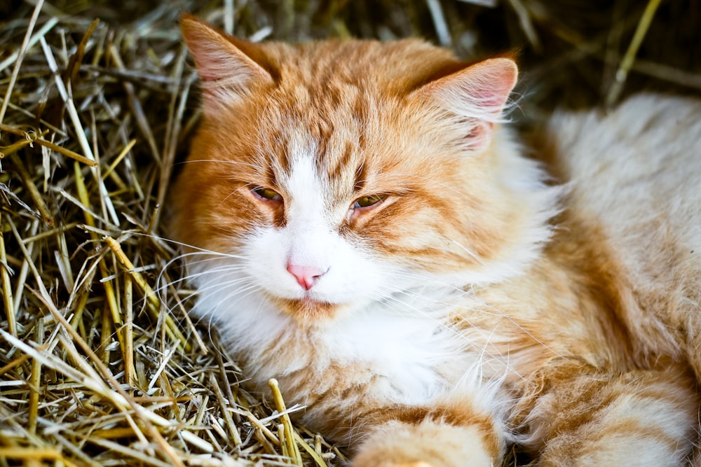 an orange and white cat laying in hay