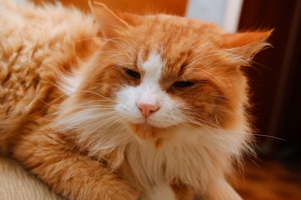 소파 위에 누워 있는 주황색과 흰색 고양이
