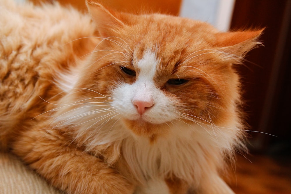 an orange and white cat laying on top of a couch