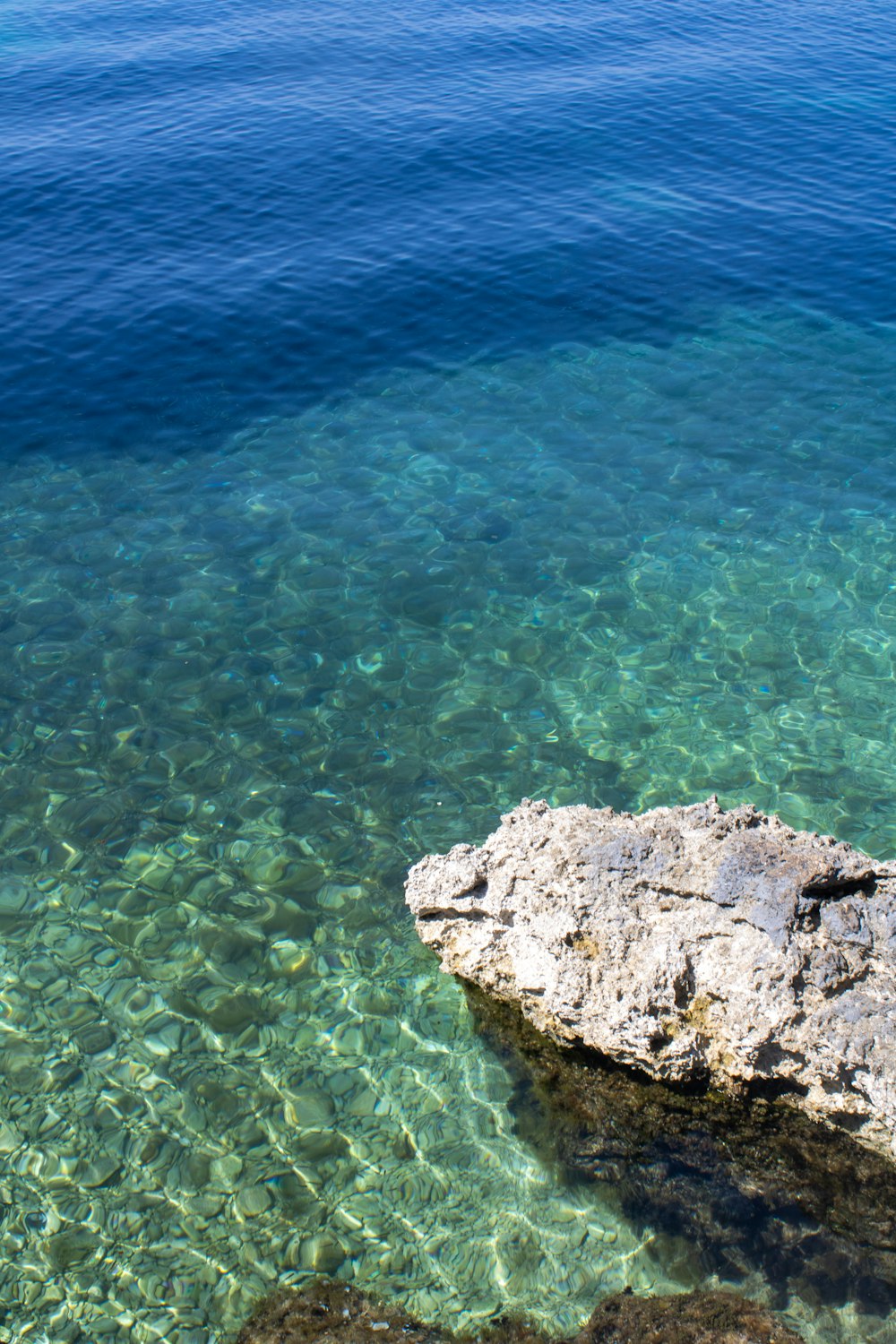 a bird is sitting on a rock in the water