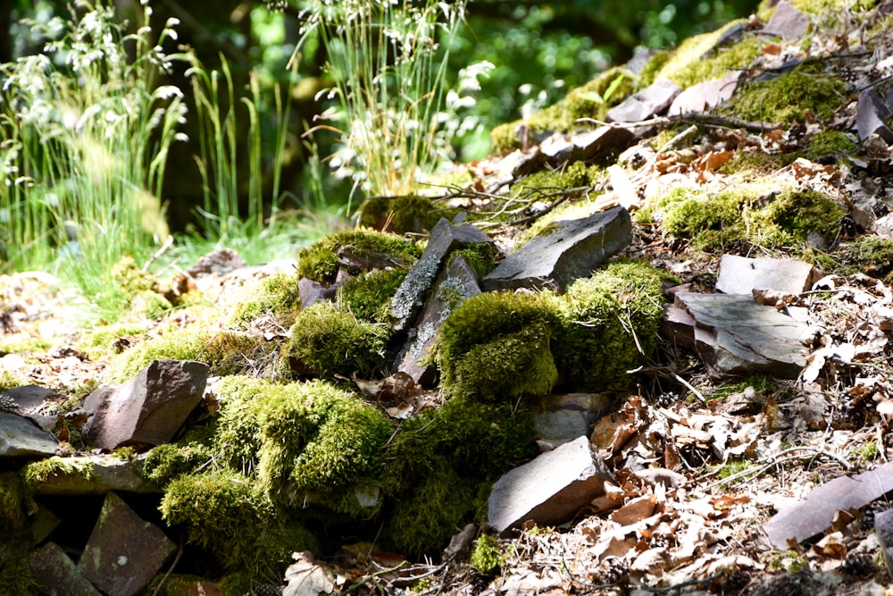 a moss covered rock wall in the woods