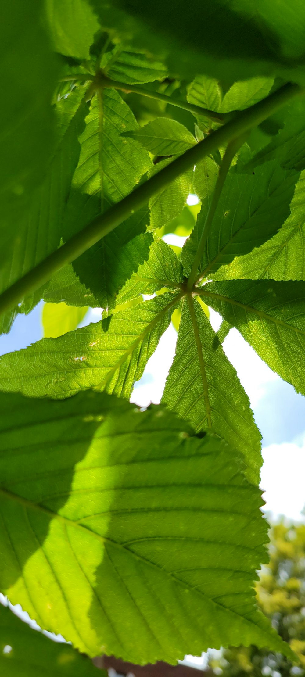 a close up of a green leafy tree