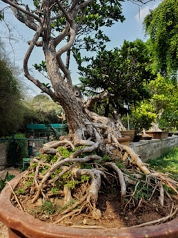 a very large tree that is in a pot