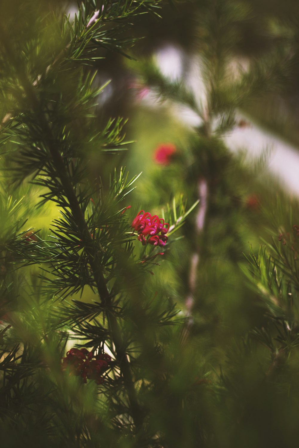 a close up of a pine tree with red flowers