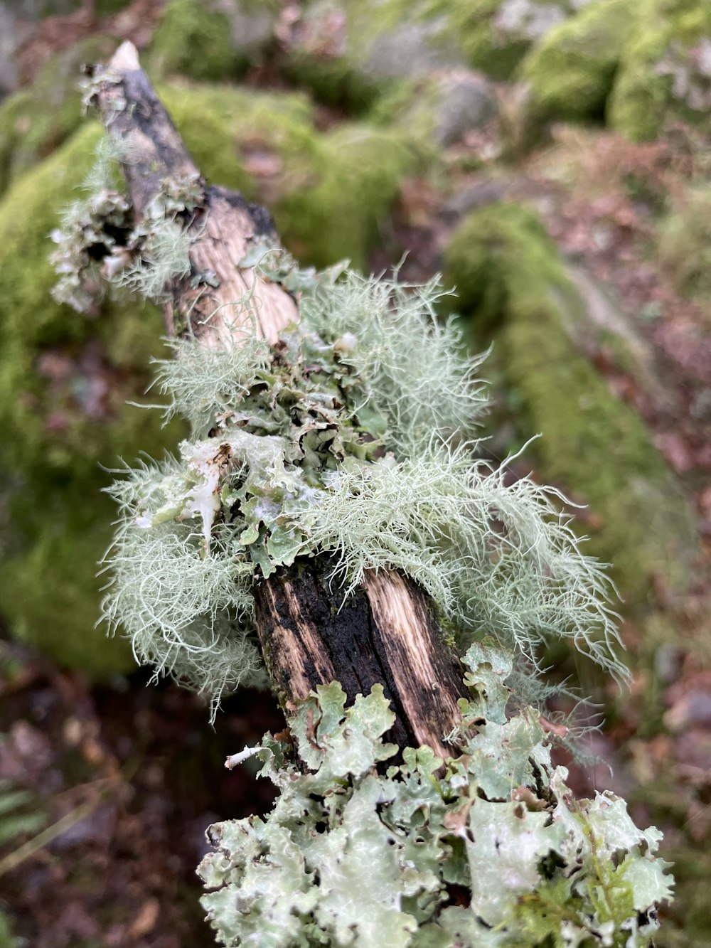 moss growing on a tree trunk in the woods