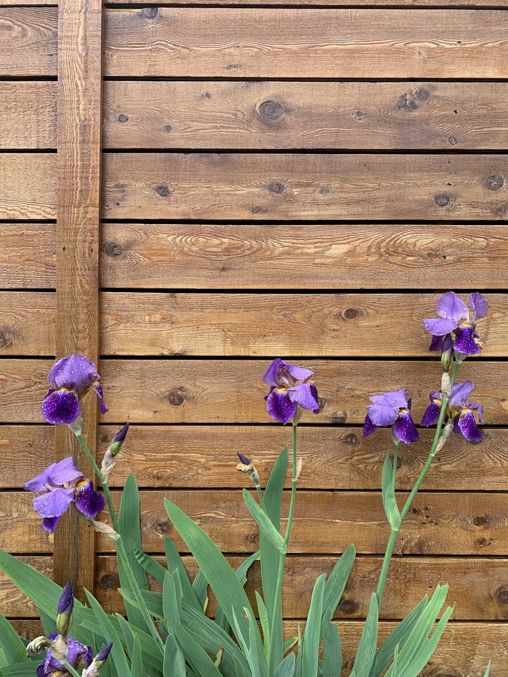a bunch of purple flowers sitting next to a wooden fence