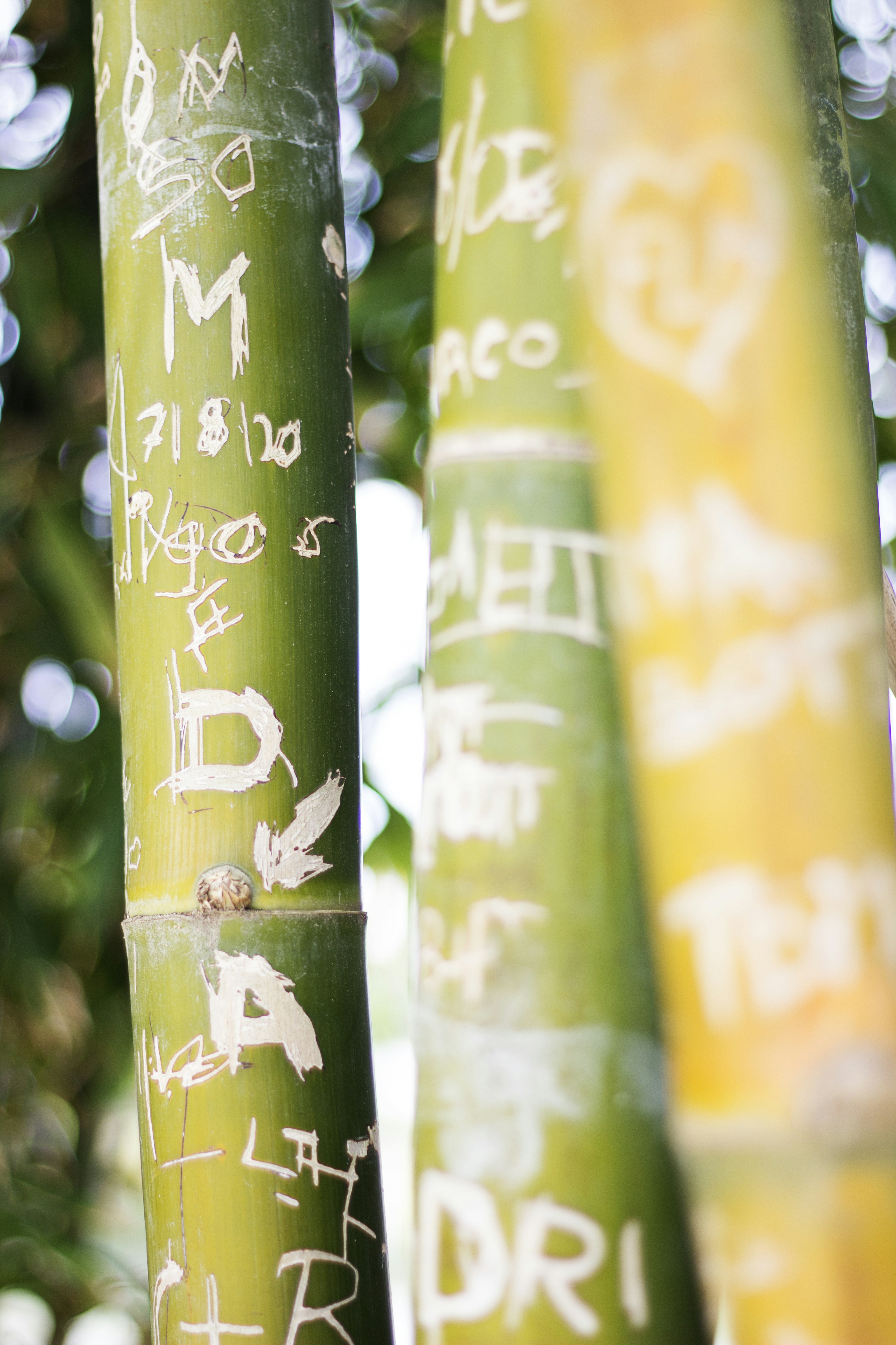 a close up of a bamboo tree with writing on it