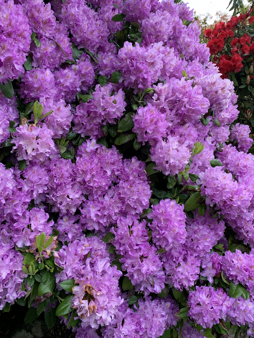 a bunch of purple flowers that are next to each other