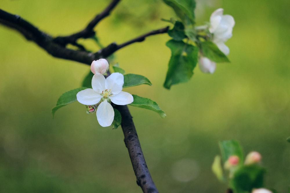 나뭇가지에 작은 흰색 꽃